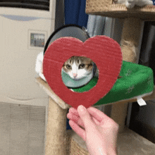 Catto doesnt want love in cat gifs