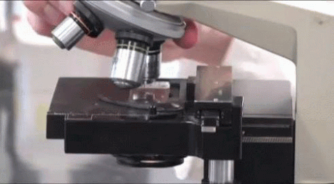 Microscope GIF