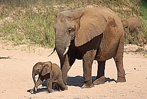 Baby Elephant Running GIF - Find & Share on GIPHY