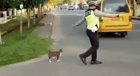 Faith in humanity restored in cat gifs