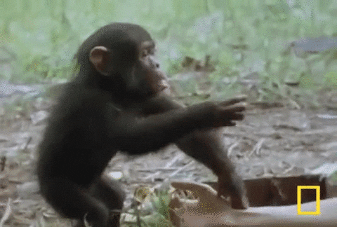 寶寶珍古道爾的黑猩猩