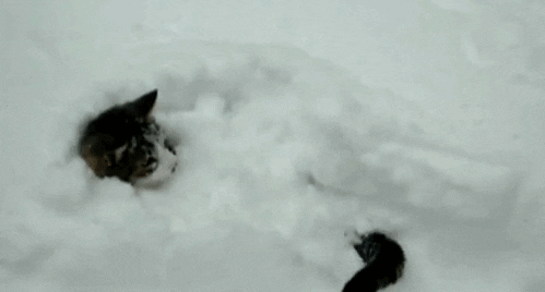 Image result for cat in the snow gif