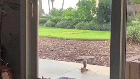 Squirrel trolling cat