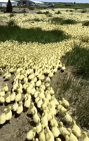Ducky ducks in wow gifs