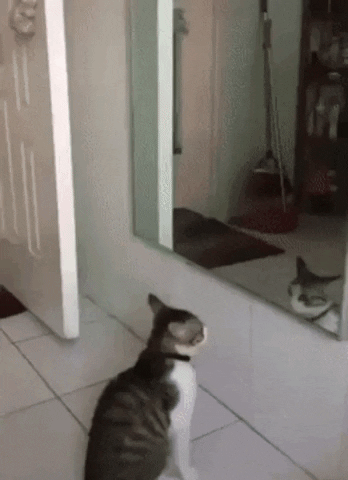 Cat Copies Itself infront of Mirror Funny Cute
