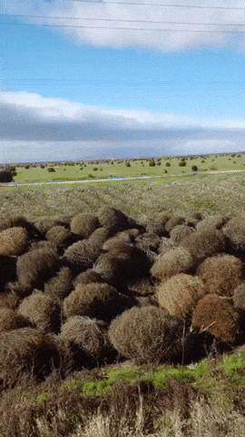 Tumbleweed migration in funny gifs