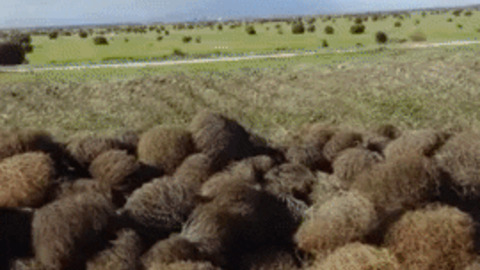 Tumbleweed migration
