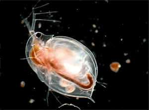 Daphnia GIFs - Find & Share on GIPHY