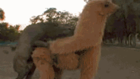 Sky Blu Dog Sex - Animal sex GIFs - Get the best GIF on GIPHY
