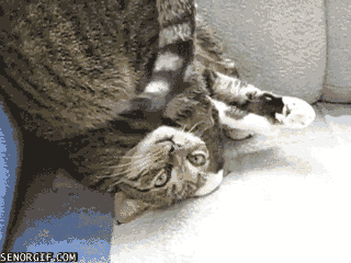 Lying Upside Down GIF by Cheezburger