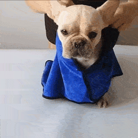 Paw-Robe™ - Pet Quick Dry and Warm Care Bathrobe - digne site