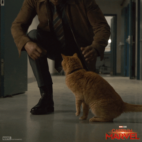 Nicky Fury (Samuel L Jackson) petting Goose the ginger cat