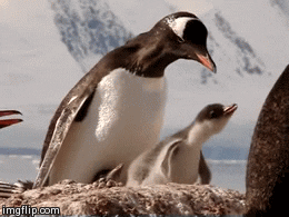 Aww GIF - Find & Share on GIPHY