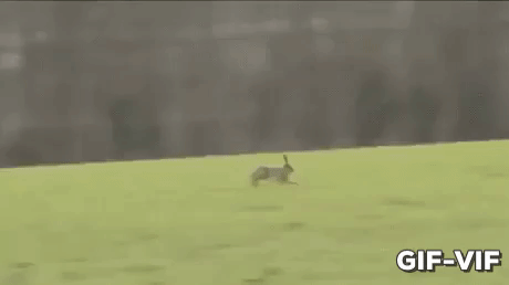 Not Today in animals gifs