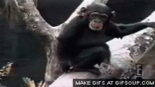 Image result for monkey putting finger gif