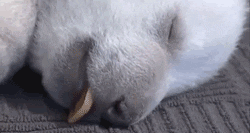 https://media.giphy.com/media/kimQ1bI0qPuoM/giphy.gif