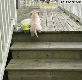 pug falling down stairs