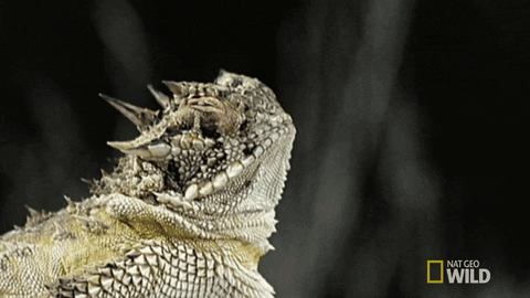 Animated GIF - Find & Share on GIPHY