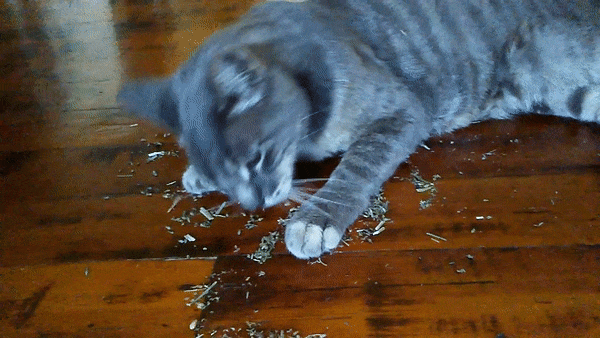 How does your cat react to catnip?