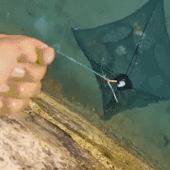 Ryoshi™ Magic Fishing Trap helps you catch any types of fishes and even crustaceans such as crabs, crawfishes, crayfishes, shrimps, pinfishes, catfishes, carps, perches, and even lobsters.
