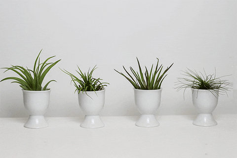  plants GIF