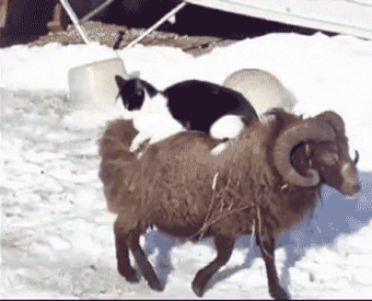 cat lolcat friendship sheep riding