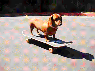 perro salchicha viajando en una patineta