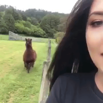 Selfie Llama in funny gifs