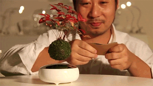 man created a hanging plant using magnets
