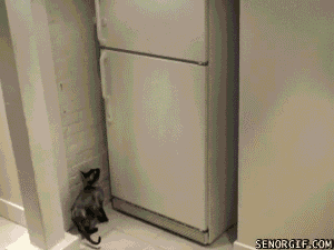 Cat Freezer GIF - Find & Share on GIPHY
