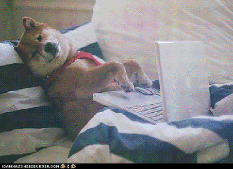 Dog typing on laptop
