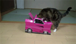 https://media.giphy.com/media/kvYx2hCUkw9Yk/giphy.gif