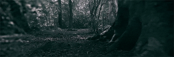  Dark  Forest GIF  Find Share on GIPHY