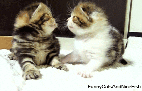 Kittens GIF  Find  Share on GIPHY