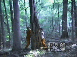 Falling Tree GIFs - Find & Share on GIPHY
