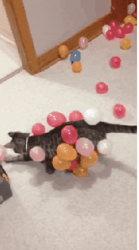 Balloon boi in cat gifs