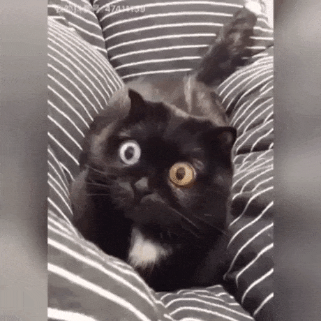 The eyes of this cat in cat gifs