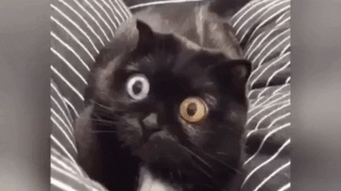 The eyes of this cat