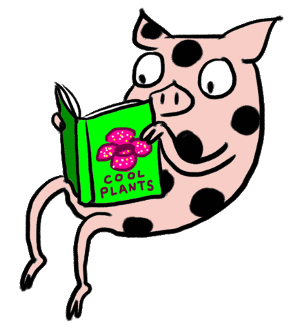 Image result for normal pig steele