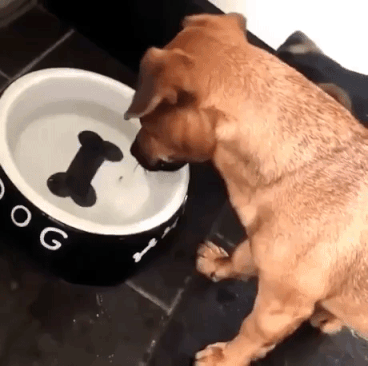 Confused Dog in funny gifs