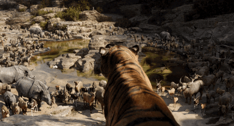 Disney's The Jungle Book reaction animals disney animal