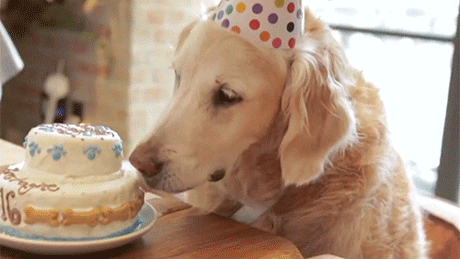 gif of golden retriever wearing birthday hat and eating birthday cake