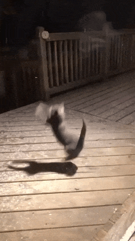 Catto catching snowflakes in cat gifs