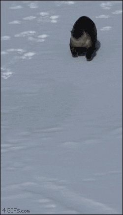 imagenes gif,imagenes graciosas, las mejores imagenes, imagenes graciosas, chistes, risas