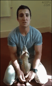 imagenes gif,imagenes graciosas, las mejores imagenes, imagenes graciosas, chistes, risas