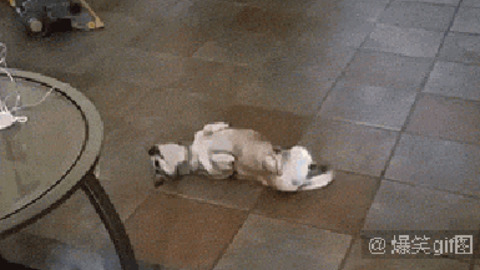 Doggy got moves best Gif