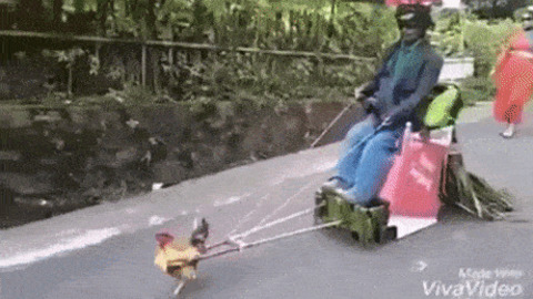 Rooster Ride best Gif