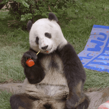 Panda Eating GIF by San Diego Zoo - Find & Share on GIPHY