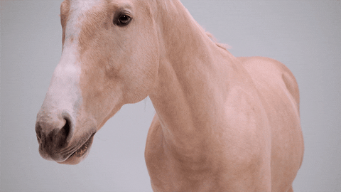 Real Estate Horse GIF by Domino Recording Co.