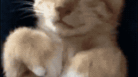 Sleeping Kitty best Gif